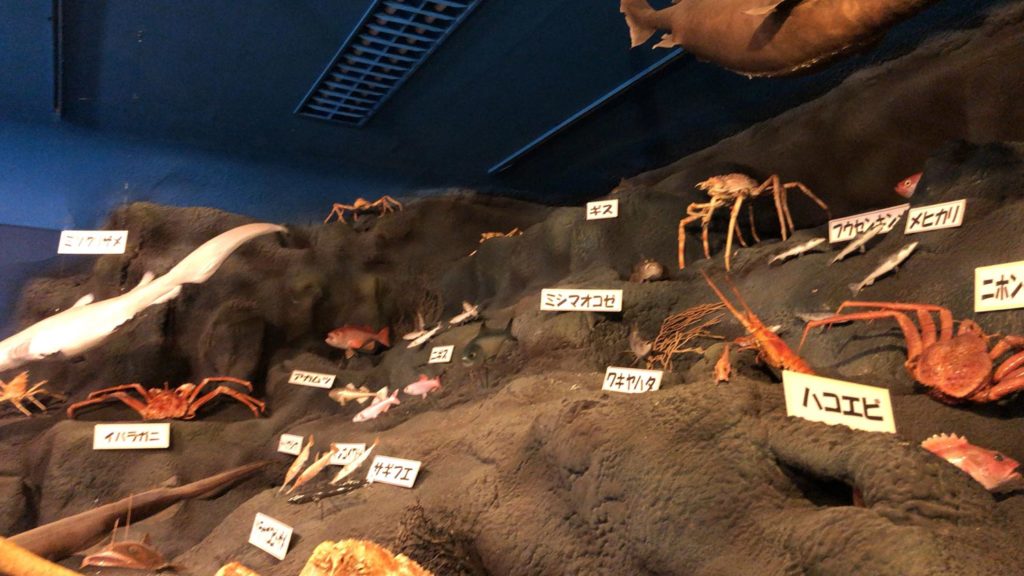 「駿河湾深海生物館」深海魚たちの展示模型