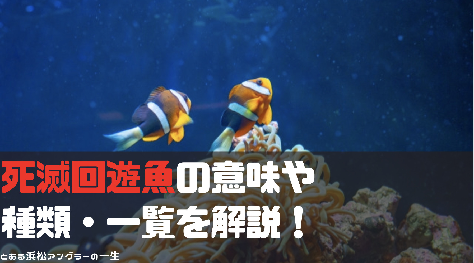 熱帯魚 ミドリフグ 約2-3cm 5匹 最大52％オフ！