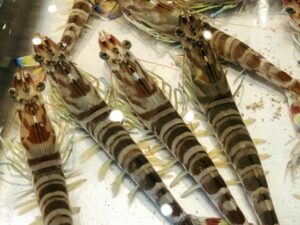 クルマエビの飼育方法|水槽・餌・必要な道具と注意点を徹底解説 – とあ浜