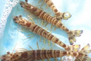 クルマエビの飼育方法|水槽・餌・必要な道具と注意点を徹底解説 – とあ浜