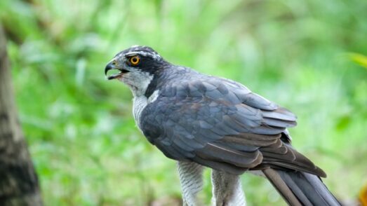 オオタカの特徴とは？大きさ・生息地・観察方法をわかりやすく解説 – とあ浜
