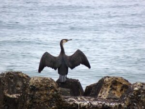 【野鳥】カワウ・ウミウの特徴や見分け方・観察方法を解説!【水鳥の仲間】 – とあ浜