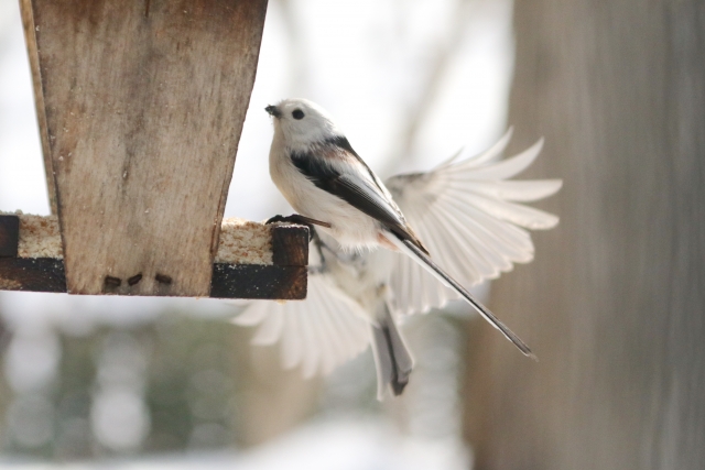 【野鳥】エナガの画像