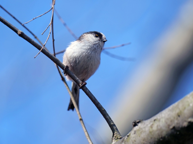 【野鳥】エナガの画像