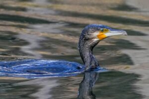 【野鳥】カワウ・ウミウの特徴や見分け方・観察方法を解説!【水鳥の仲間】 – とあ浜