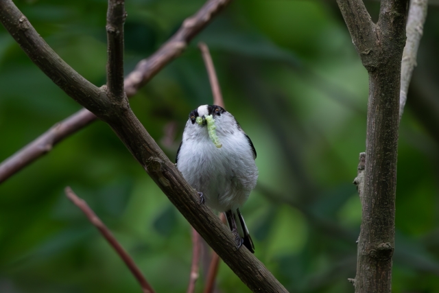 【野鳥】エナガの画像