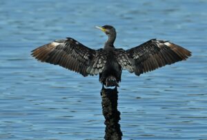 【野鳥】カワウ・ウミウの特徴や見分け方・観察方法を解説！【水鳥の仲間】 – とあ浜