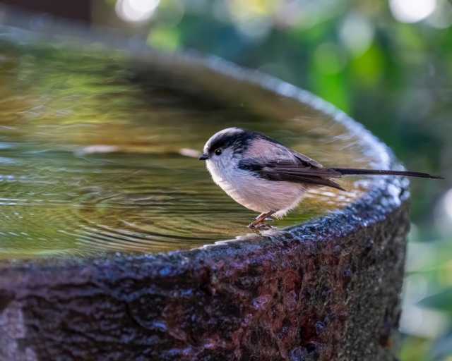 【野鳥】エナガの画像