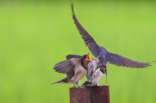 【渡り鳥】ツバメの特徴や生態、観察の仕方