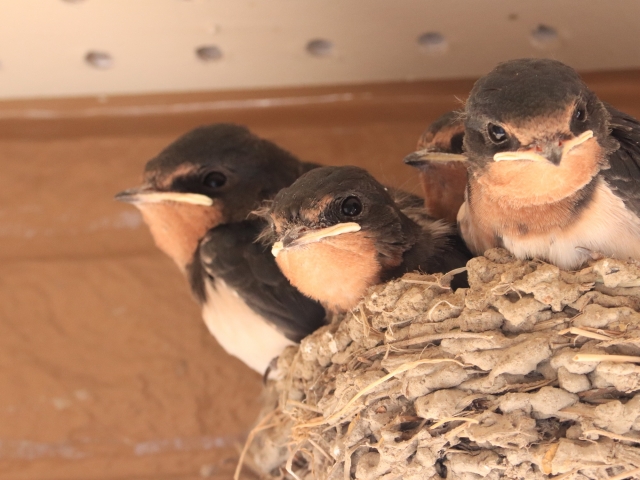 【渡り鳥】ツバメの特徴や生態、観察の仕方