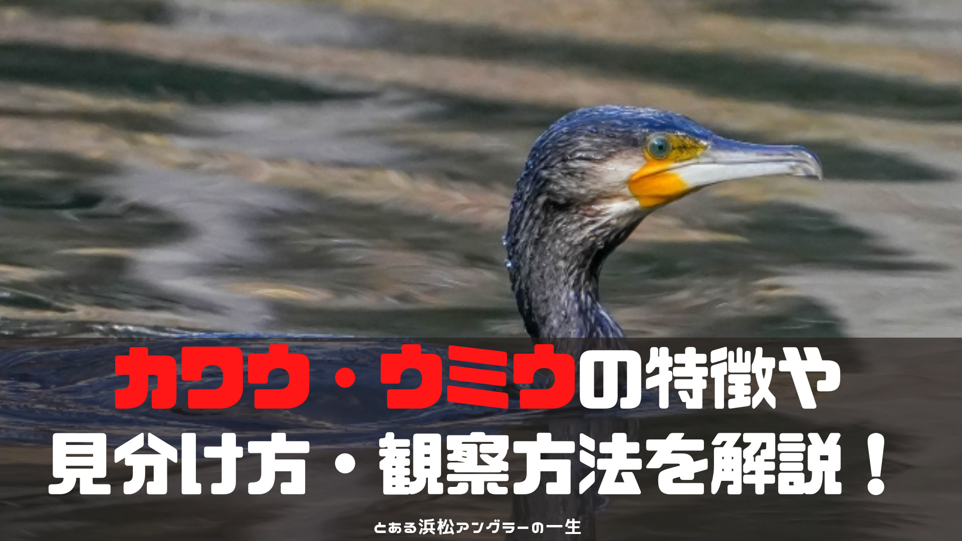 【野鳥】カワウ・ウミウの特徴や見分け方・観察方法を解説【水鳥の仲間】