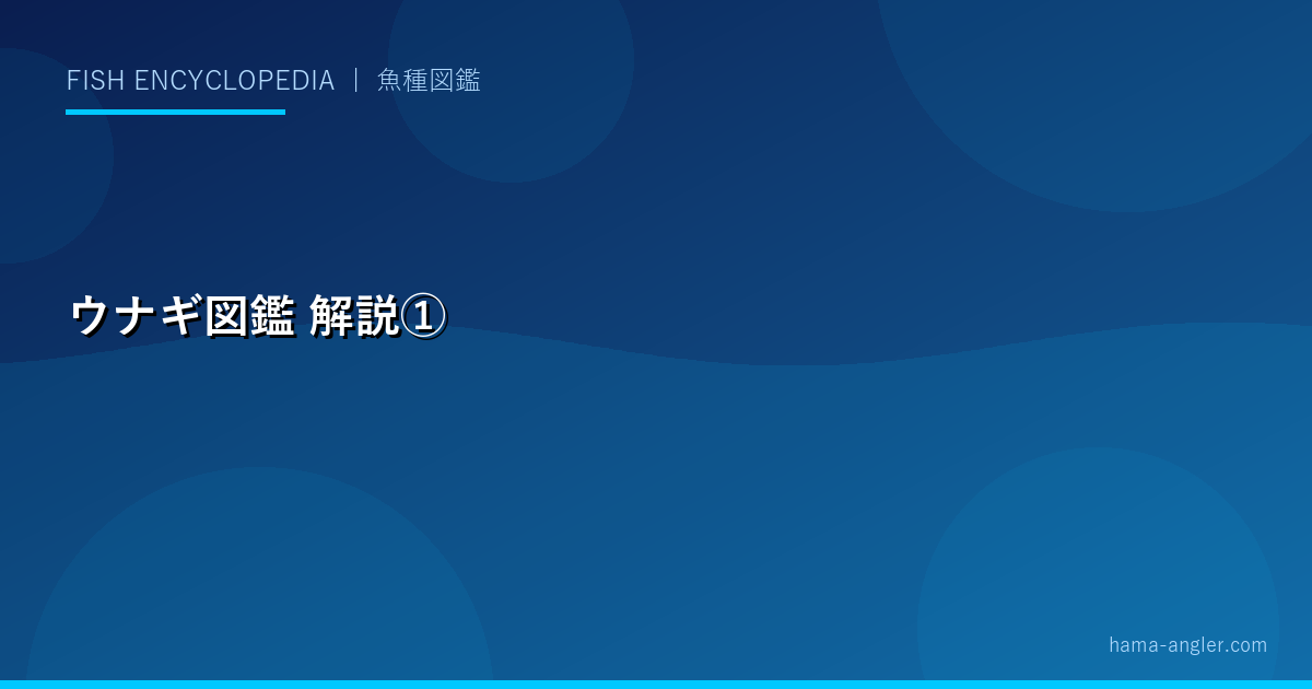 ウナギ図鑑の解説画像