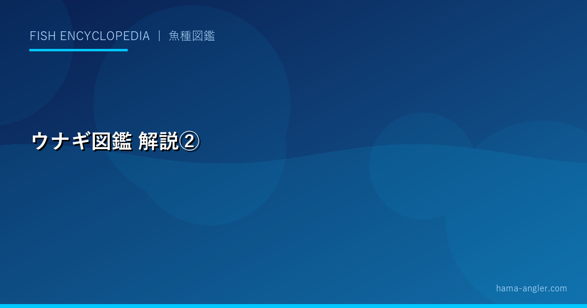 ウナギ図鑑の解説画像