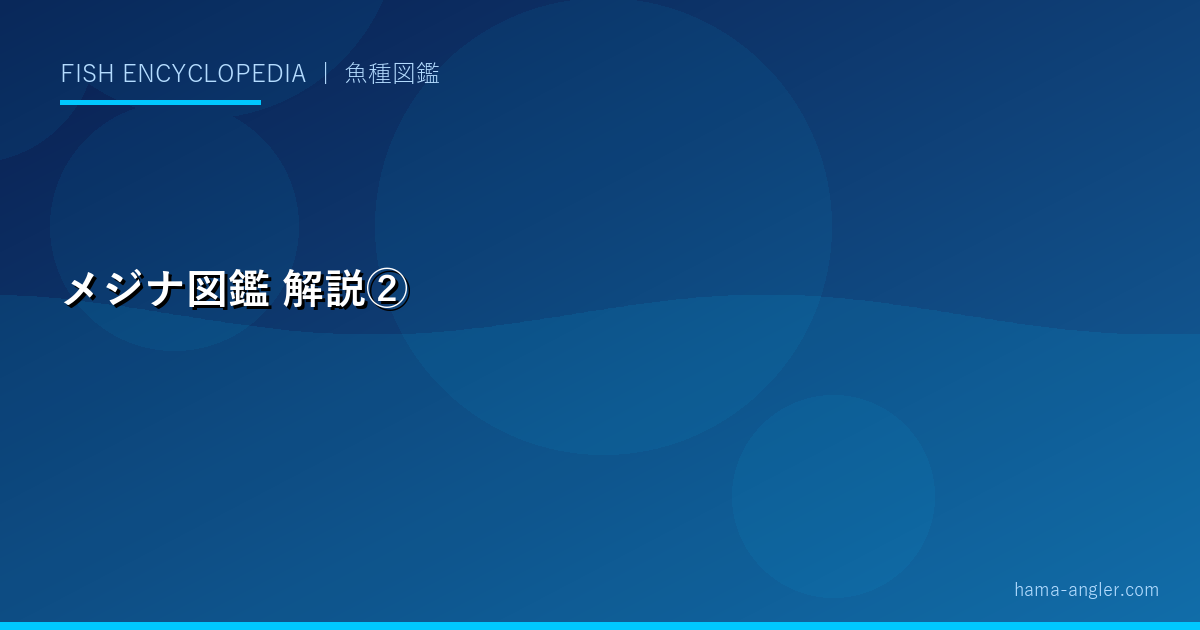 メジナ図鑑の解説画像