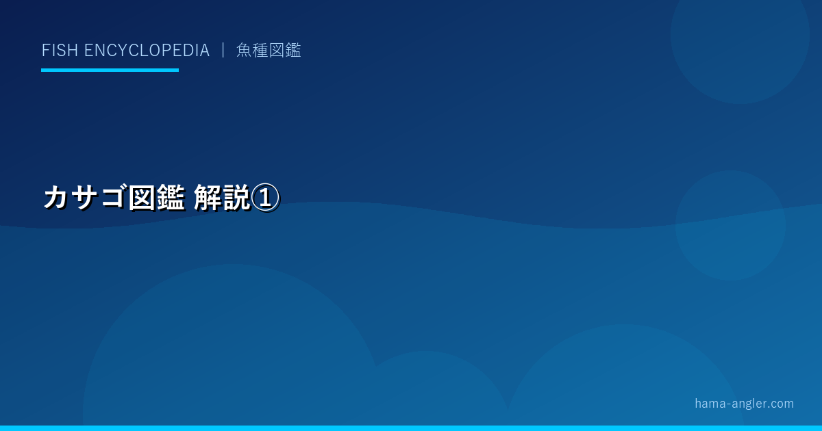 カサゴ図鑑の解説画像