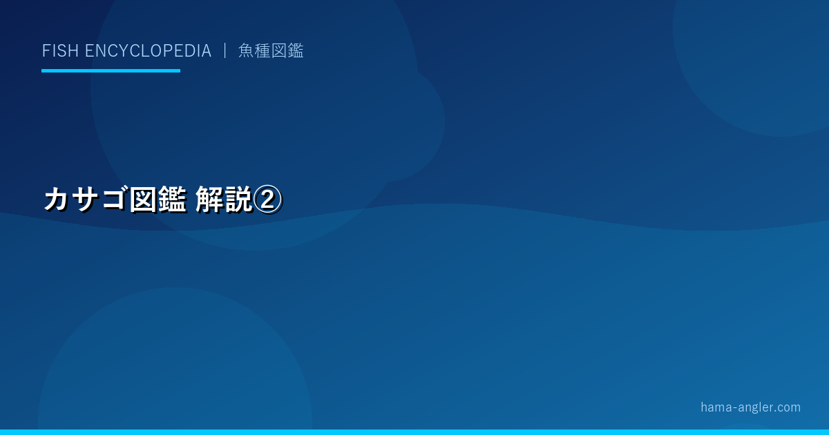 カサゴ図鑑の解説画像