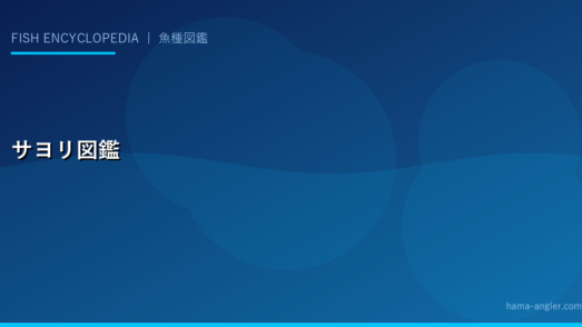 サヨリ完全図鑑｜浜名湖・遠州灘の春の銀色ゲスト・仕掛けと料理法