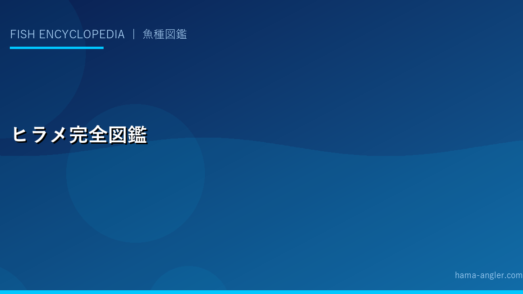 ヒラメ完全図鑑｜遠州灘サーフの高級魚・釣り方・カレイとの違いまで徹底解説