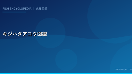キジハタ（アコウ）完全図鑑｜生態・ロックフィッシュゲーム・料理レシピまで徹底解説