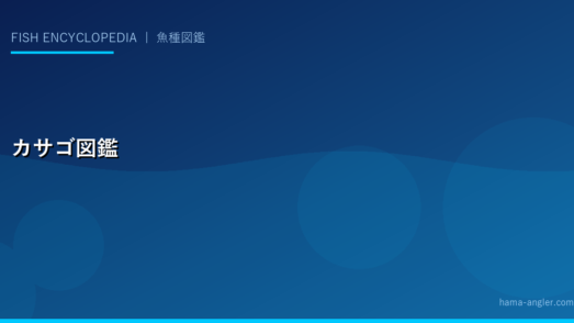 カサゴ完全図鑑｜浜名湖・遠州灘の「根魚の王様」生態・釣り・料理を完全解説