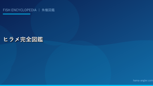 ヒラメ（平目）完全図鑑｜遠州灘サーフのフラットフィッシュを完全攻略