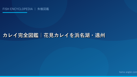 カレイ完全図鑑｜花見カレイを浜名湖・遠州灘で狙う生態から釣り方まで徹底解説