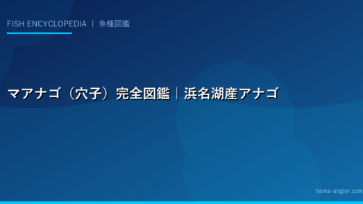 マアナゴ（穴子）完全図鑑｜浜名湖産アナゴの生態・釣り方・さばき方・天ぷら・白焼き・八幡巻きまで
