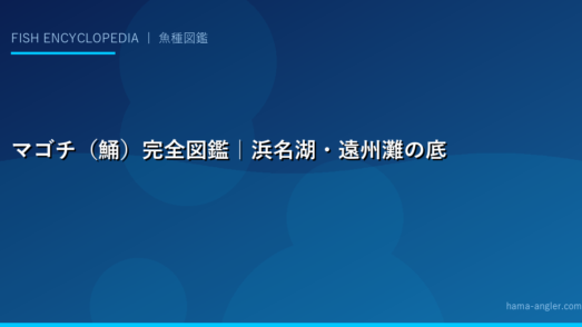 マゴチ（鯒）完全図鑑｜浜名湖・遠州灘の底物の王様・生態・釣り方・ぶつ切り鍋・刺身まで徹底解説