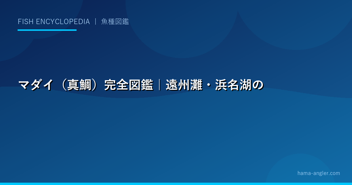 マダイ（真鯛）完全図鑑｜遠州灘・浜名湖の王者・鯛の生態・タイラバ・コマセ釣り・タイカブラまで徹底解説