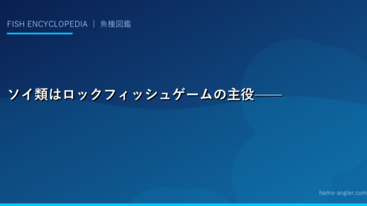 ソイ類はロックフィッシュゲームの主役——北の海が誇る最強の根魚