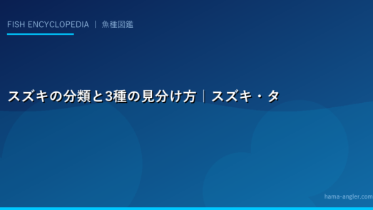 スズキの分類と3種の見分け方｜スズキ・タイリクスズキ・ヒラスズキ