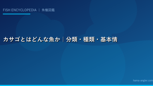 カサゴとはどんな魚か｜分類・種類・基本情報