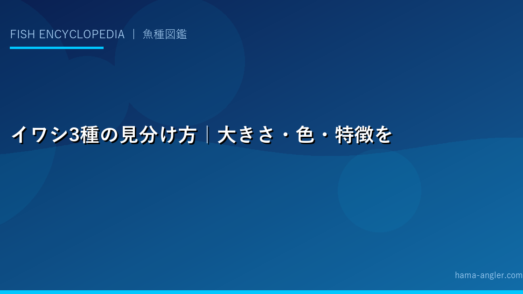 イワシ3種の見分け方｜大きさ・色・特徴を徹底比較