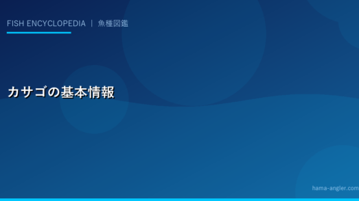 カサゴの基本情報
