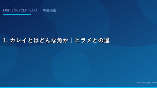 1. カレイとはどんな魚か｜ヒラメとの違いと基本分類