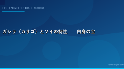 ガシラ（カサゴ）とソイの特性——白身の宝庫