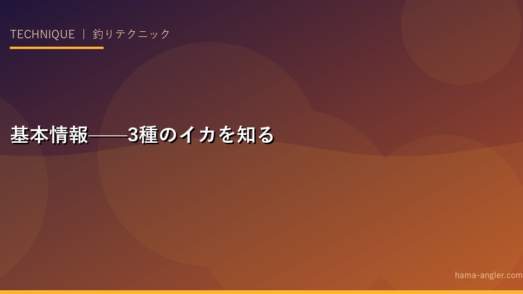 基本情報——3種のイカを知る