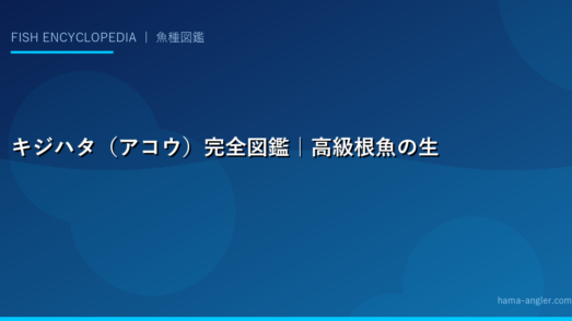 キジハタ（アコウ）完全図鑑｜高級根魚の生態・釣り方・料理まで網羅的に解説