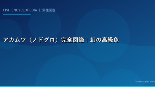 アカムツ（ノドグロ）完全図鑑｜幻の高級魚の生態・深海釣り・絶品料理まで徹底解説