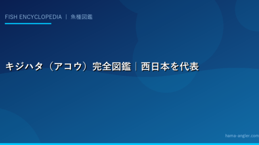 キジハタ（アコウ）完全図鑑｜西日本を代表する高級根魚の生態・釣り方・締め方まで徹底解説