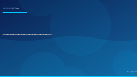 カンパチ（間八・勘八）完全図鑑｜遠州灘・御前崎沖の「青物三兄弟の末弟にして最強ファイター」生態・ジギング・泳がせ釣り・カゴ釣り・刺身＆照り焼きレシピまで徹底解説
