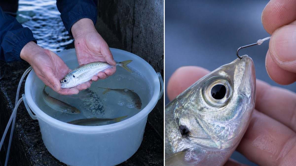 日陰のエアレーションバケツと濡れた手で扱う生き餌