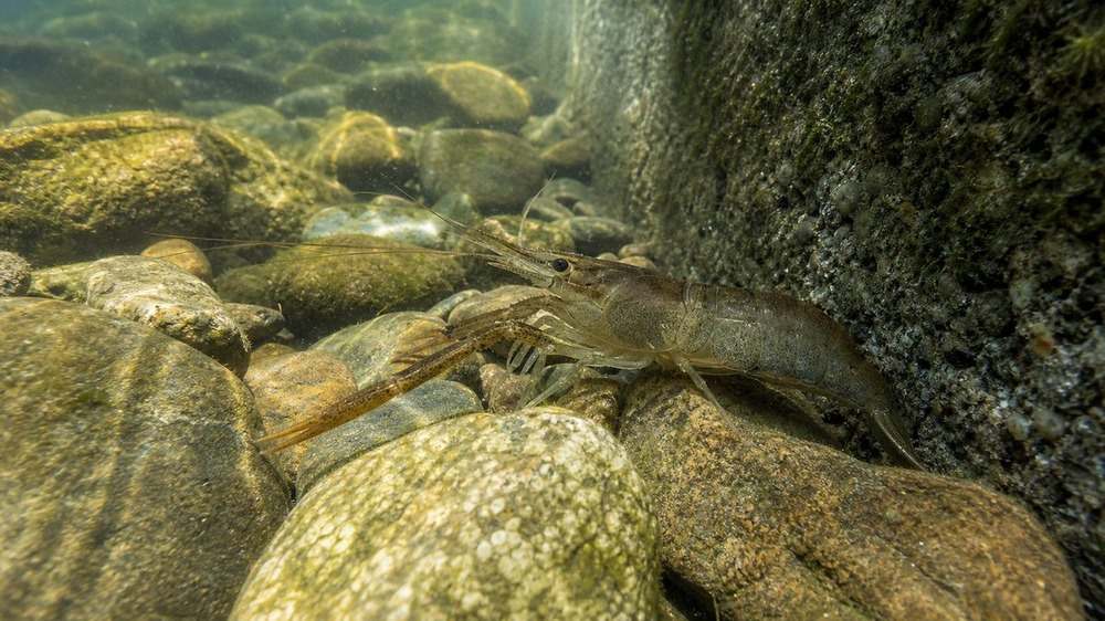 夏の都市河川の浅場で石の隙間に暮らす一匹のテナガエビ
