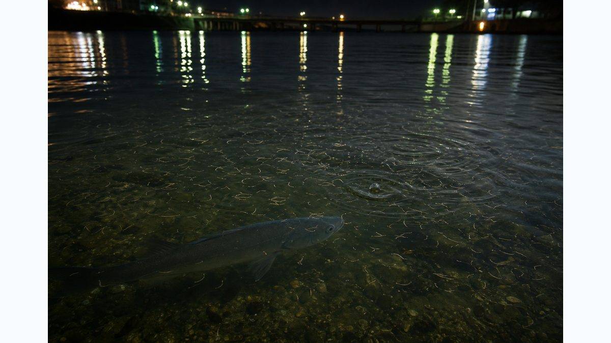 春の浜松シーバスを攻略する鍵「バチ抜け」とは?の要点をまとめた釣り攻略インフォグラフィック