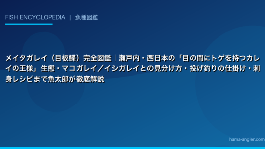 メイタガレイ（目板鰈）完全図鑑｜瀬戸内・西日本の「目の間にトゲを持つカレイの王様」生態・マコガレイ／イシガレイとの見分け方・投げ釣りの仕掛け・刺身レシピまで魚太郎が徹底解説