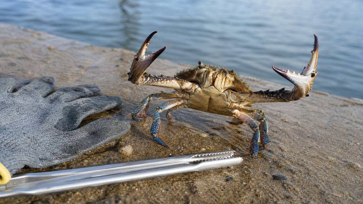 4,ガザミの危険生物としての一面についての解説画像