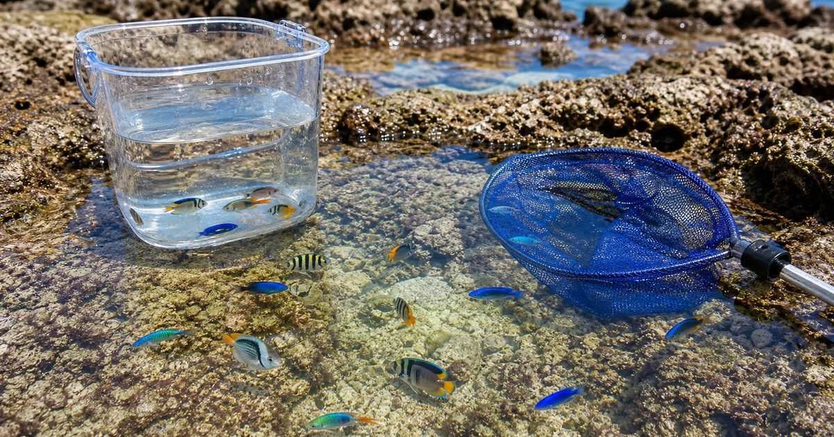 死滅回遊魚を安全に観察する潮だまりの実写風アイキャッチ