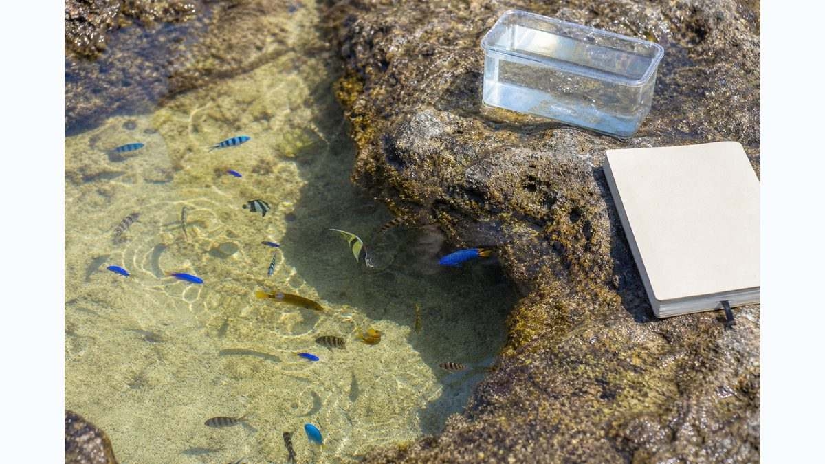黒潮に乗って沿岸へ来る小さな南方系幼魚の観察イメージ