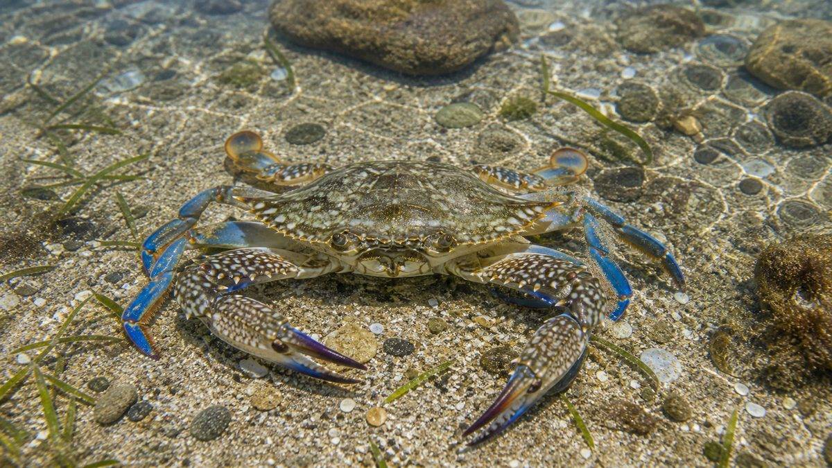 1,砂地の暴れん坊・ガザミの特徴についての要点をまとめた釣り攻略インフォグラフィック
