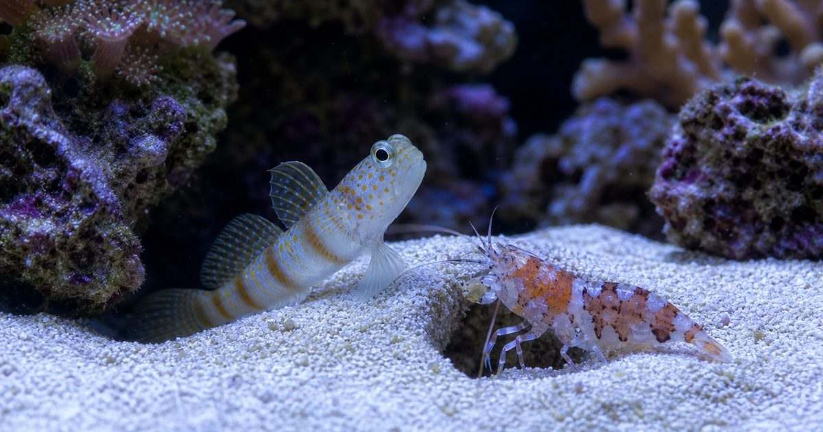 テッポウエビと共生ハゼを水槽で観察する実写風アイキャッチ